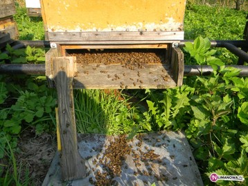 Martwe zatrute pszczoły